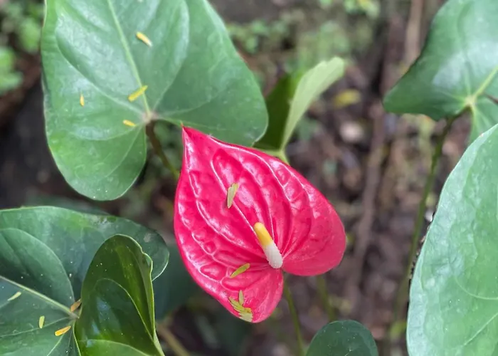Casita Nimb, A Peaceful Escape Close To Beaches *